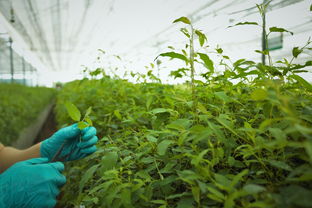 盐城生物除磷剂品牌排行榜，环保与效果并重，打造绿色生态家园