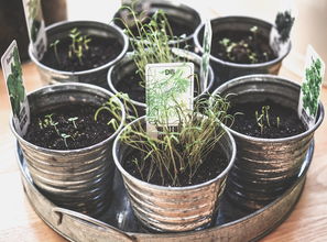 中药植物养发加盟项目怎么样？